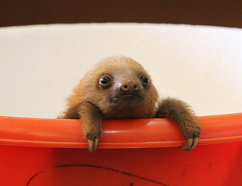[Image: baby-sloth-in-bucket.jpg]